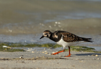 Ruddy Turnstone feeding at Busaiteen coast, Bahrain