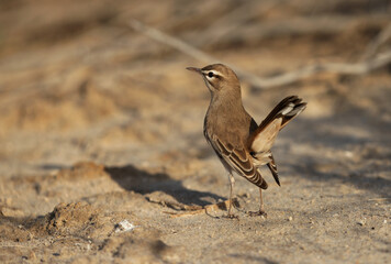 Rufous-tailed Scrub Robin perched on ground at Hamala, Bahrain