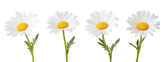 A row of white daisies with yellow centers. The flowers are in full bloom and are arranged in a straight line. The image has a serene and peaceful mood, as the flowers are a symbol of purity