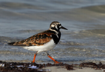 Closeup of a Ruddy Turnstone at Busaiteen coast, Bahrain