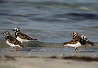 A flock of Ruddy Turnstone at Busaiteen coast, Bahrain