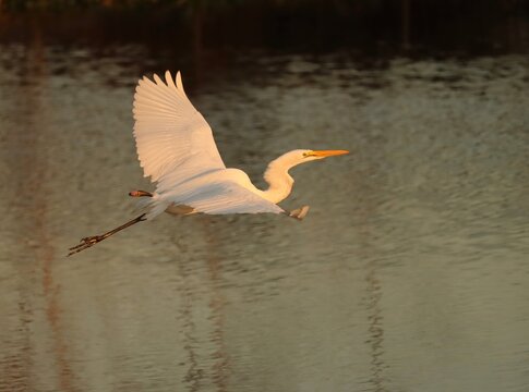 Pain and Trumph a One Legged Great Egret Overcoming Adversity 