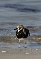 Ruddy Turnstone at Busaiteen coast, Bahrain