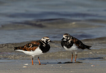 A pair of a Ruddy Turnstone at Busaiteen coast of Bahrain
