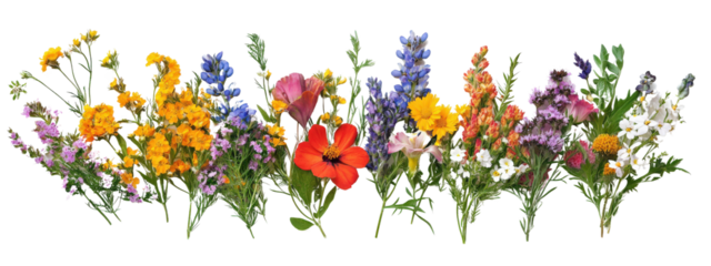 A row of flowers with a variety of colors including yellow, orange, pink, purple