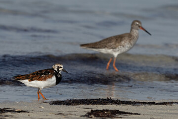 Selective focus on Ruddy Turnstone with common redshank at the backdrop at Busaiteen coast, Bahrain