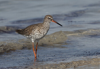 Redshank at Busaiteen coast of Bahrain