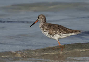 Closeup of a Redshank at Busaiteen coast of Bahrain