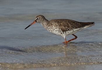 Closeup of a Redshank feeding at Busaiteen coast, Bahrain