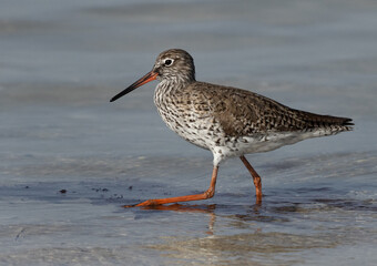 Redshank moving in search of food at Busaiteen coast of Bahrain