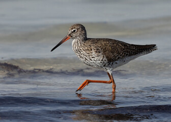 Redshank at Busaiteen coast of Bahrain