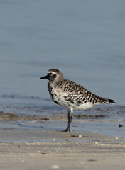 Portrait of a Grey plover at Busaiteen coast of Bahrain