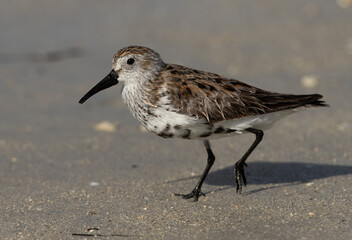 Closeup of a Dunlin at Busaiteen coast of Bahrain