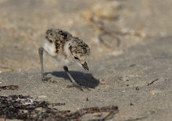 Kentish Plover chick feeding at Busiateen coast, Bahrain
