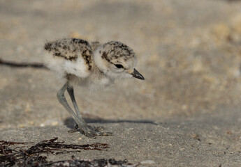 Kentish Plover chick searching food at Busiateen coast, Bahrain