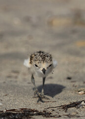 Closeup of a Kentish Plover chick at Busiateen coast, Bahrain