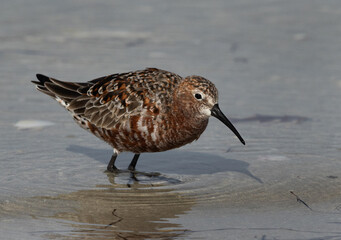 Curlew Sandpiper at Busaiteen coast of Bahrain