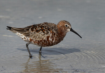 Portrait of a Curlew Sandpiper in breeding plumage at Busaiteen coast of Bahrain