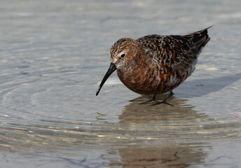 Closeup of a Curlew Sandpiper in breeding plumage at Busaiteen coast of Bahrain