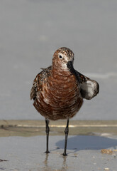 Portrait of a Curlew Sandpiper at Busaiteen coast, Bahrain