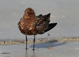Curlew Sandpiper in breeding plumage preening at Busaiteen coast of Bahrain