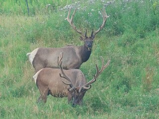 Elk Bull in Velvet Antlers Benezette PA Elk County Country 