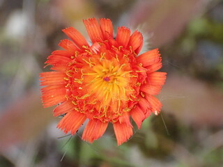 Fox and Cubs, Pillosella aurantiaca