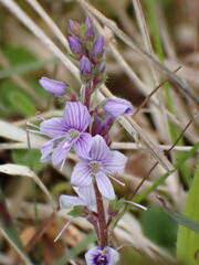 Flower in the Forest, Common Speedwell, Veronica, Tummel Valley