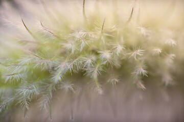 Background horizontal macro photo of fuzzy grass.