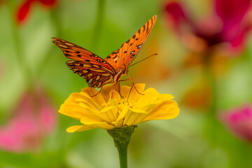 Gulf Fritillary Butterfly feeding on a zinnia flower