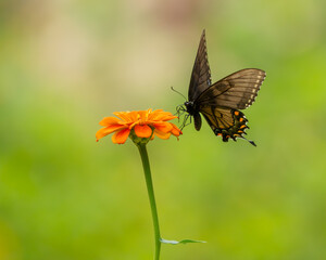 Pipevine Swallowtail Butterfly feeding on a zinnia flower