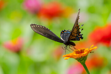 Pipevine Swallowtail Butterfly feeding on a zinnia flower