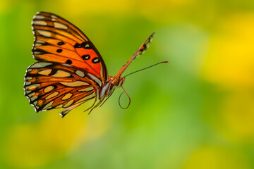 Gulf Fritillary Butterfly flying
