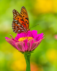 Gulf Fritillary Butterfly feeding on a zinnia flower