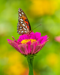 Gulf Fritillary Butterfly feeding on a zinnia flower
