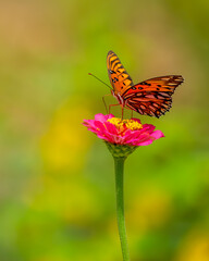 Gulf Fritillary Butterfly feeding on a zinnia flower