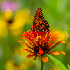 Gulf Fritillary Butterfly feeding on a zinnia flower