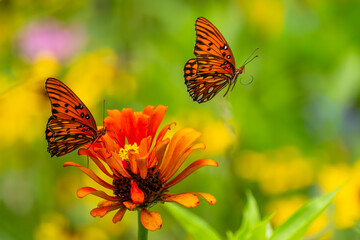 Gulf Fritillary Butterflies feeding on a zinnia flower