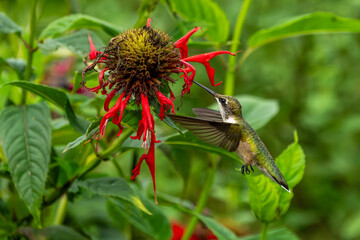 Ruby Throated Hummingbird Feeding on a Scarlet Beebalm Flower