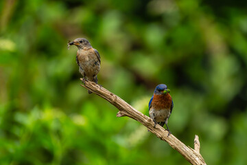 Eastern bluebirds with a insect for feeding young