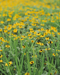yellow flowers in the garden