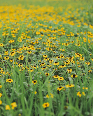 field of flowers