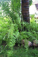 Gato, Felino, naturaleza, blanco y negro, ojos verdes