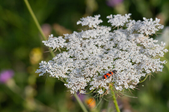 trichodes apiarius nel prato estivo di Monte San Pietro.