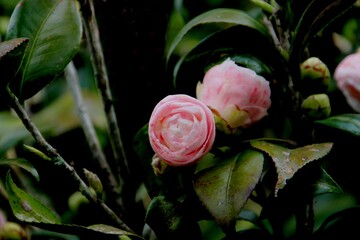 planta flor camélia - Camelia japonica 
