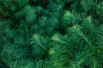 green pine needles