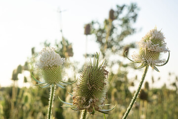 thistle of white sky