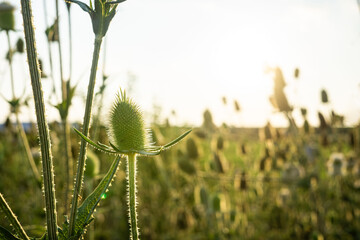 field in summer