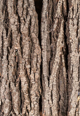 oak brown bark of tree texture, grunge vertical background
