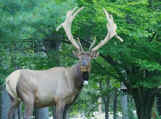 Magnificent Elk Bull in Velvet Antlers Benezette PA Elk County Country 